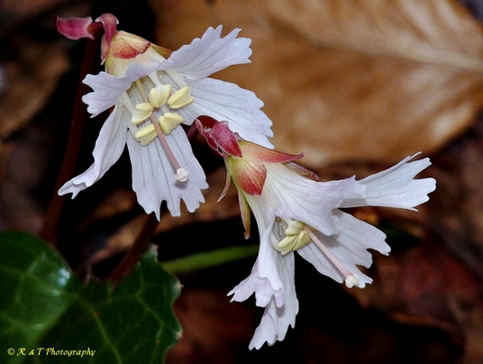{Shortia galacifolia}